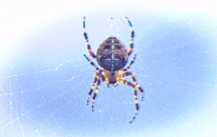 Orb Weaver Spider Copyright: Steven Edwards