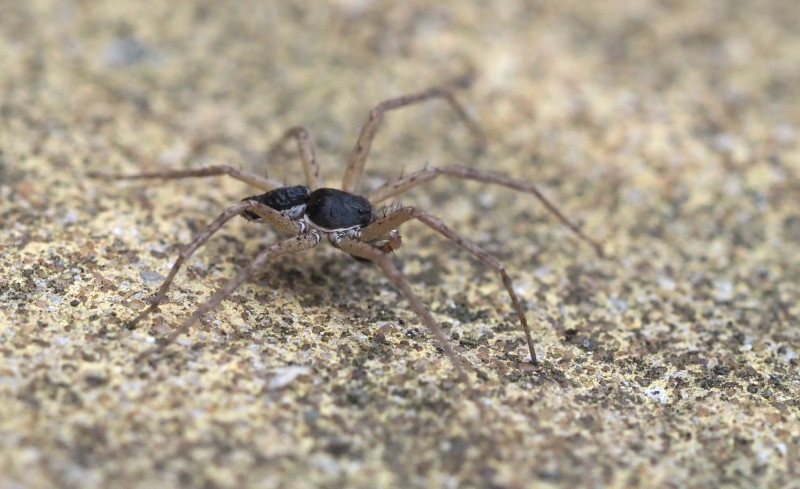 Philomonus dispar male Copyright: Sean Cole