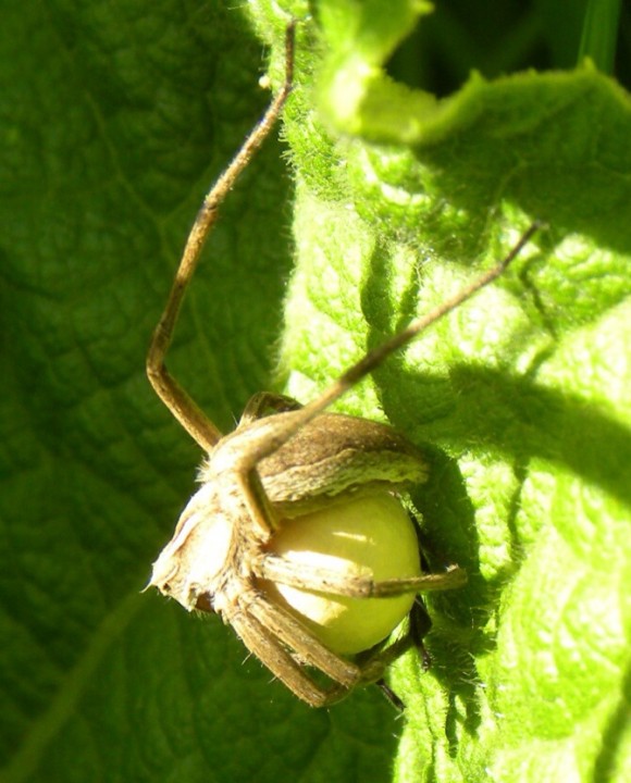 Nursery Web Spider Pisaura mirabilis SD14 Copyright: Sue Davies