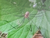 Northallerton Spider