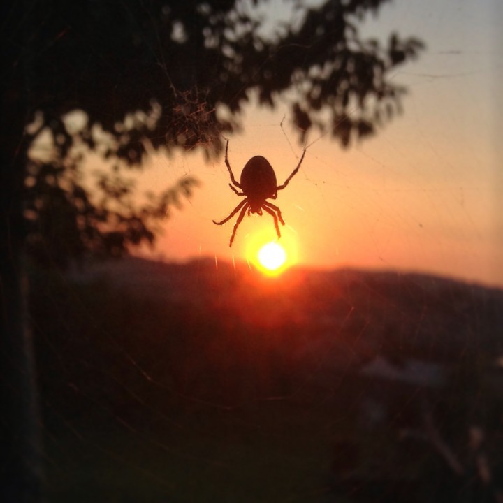 Garden spider silhouette Copyright: Richard Vine