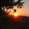 Garden spider silhouette