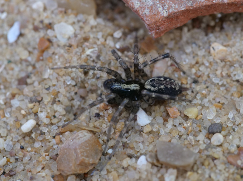 T. denticulata ad. male Copyright: David Carr