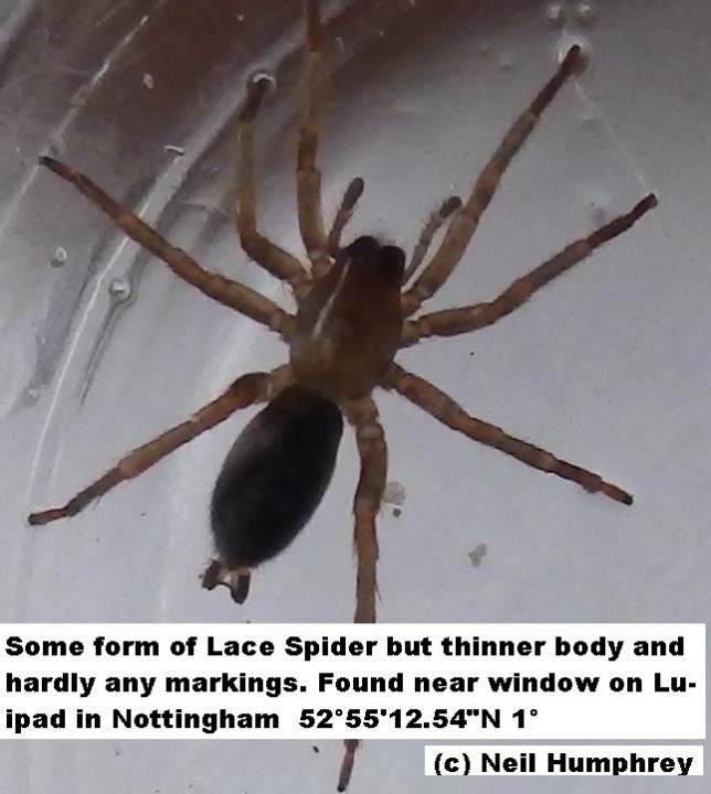 not Lace Spider Copyright: Neil Humphrey