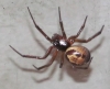 Noble False Widow 27th August 2014