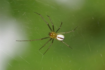 Female in its web Copyright: Lars Bruun