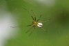 Female in its web