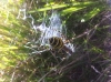 Wasp spider seen in cb97ze