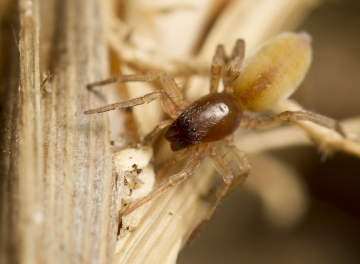 Clubiona subtilis female Copyright: Evan Jones