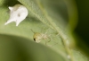 Paidiscura pallens female with egg sac under Oak leaf 2