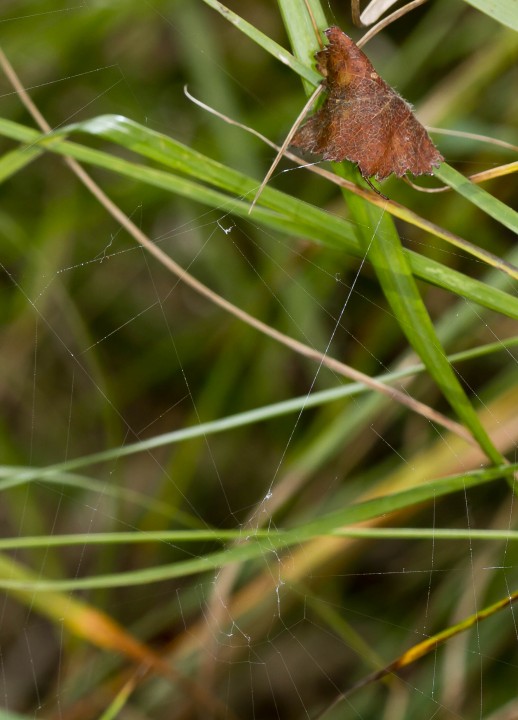Spider in retreat with foot on line to web hub Copyright: Evan Jones