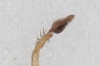 Cheiracanthium sp. 3