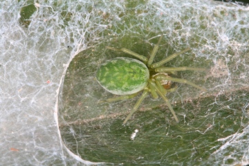 Nigma walckenaeri with web Copyright: Peter Harvey