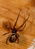Steatoda nobilis female in web