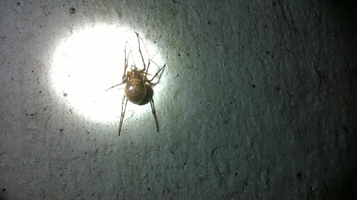 possible False Widow in former oil store Copyright: Scott Brookes