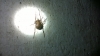 possible False Widow in former oil store