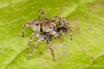 Sitticus pubescens male Copyright: Peter Harvey