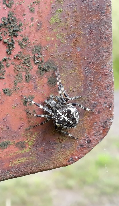 Would like an id for this spider Copyright: Craig Gilmour