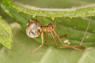 Floronia bucculenta female Copyright: Peter Harvey