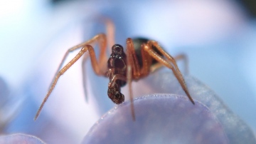 Entelecara acuminata male Copyright: Tylan Berry