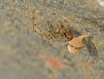 Nesticus cellulanus female with egg sac in wet drain Copyright: Evan Jones