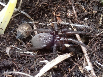 Gnaphosa occidentalis female Copyright: Tylan Berry