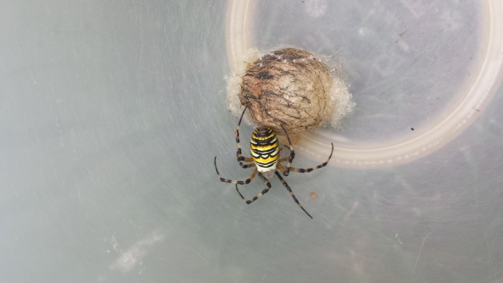 Wasp spider and egg sac wiltshire Copyright: Dan Sheppard