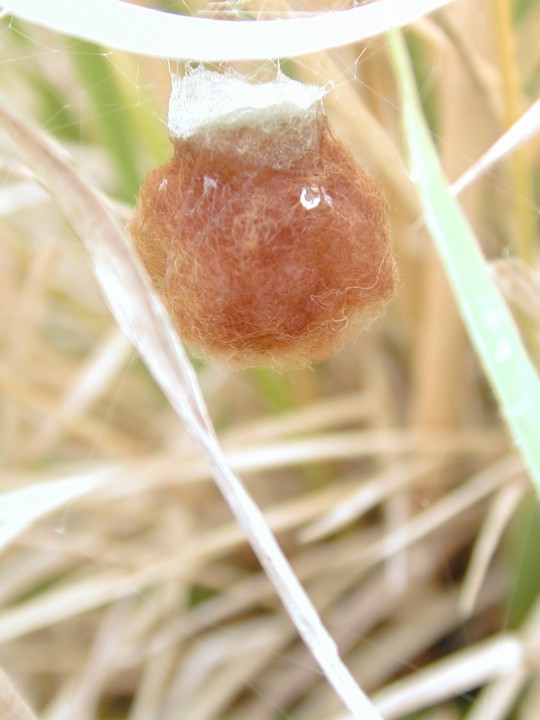 Argiope bruennichi - eggsac Copyright: Roland Ramsdale