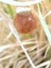 Argiope bruennichi - eggsac