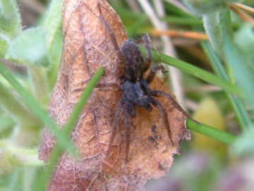 Unknown spider 2 Copyright: Claire Toffolo
