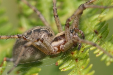 Agelena labyrinthica female close-up Copyright: Ian Cross