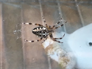 Garden spider Lincoln 31st August 2018 Copyright: Fiona Mckenna