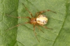 Theridion sisyphium female2