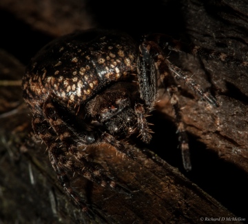 Walnut orb weaver Copyright: Richard McMellon