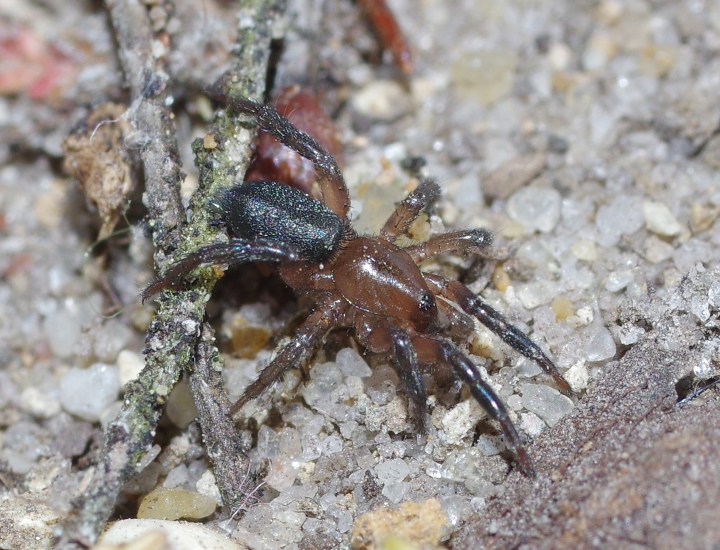 Zelotes electus female MW Copyright: Michael Waite