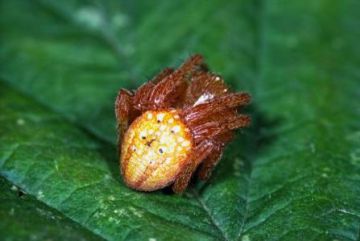 Araneus alsine Copyright: Peter Harvey