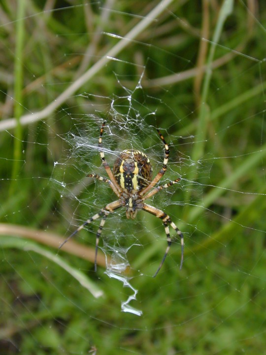 Argiope bruennichi - ventral and stabilmentum Copyright: Roland Ramsdale