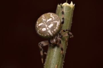 Araneus quadratus 1 Copyright: Tone Killick