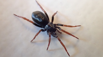 Trachyzelotes pedestris female Copyright: Tylan Berry