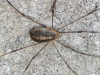 Opilio canestrinii in Pickering