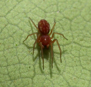 Male Nigma puella Copyright: Nik Nimbus