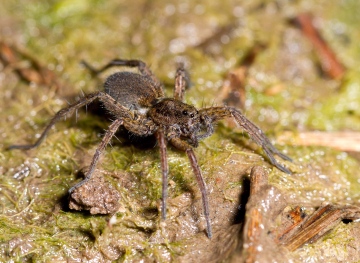 Pardosa paludicola female Copyright: Evan Jones