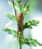 Adult male Episinus angulatus