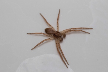 Philodromus dispar in sink Copyright: Wendy Robinson