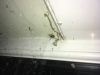 Az Kitchen Window Spider 1