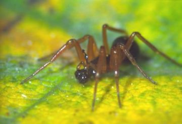 Walckenaeria acuminata male Copyright: Peter Harvey