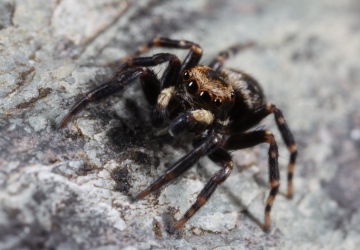 Pseudeuophrys erratica male Copyright: Richard Gallon