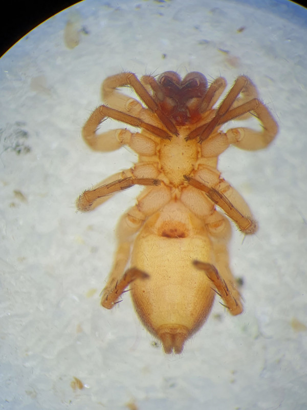 Clubiona rosserae female Cambridgeshire2 Copyright: Vicky Gilson