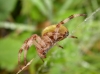 Araneus quadratus lateral view