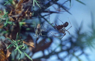 Linyphia triangularis pair Copyright: Peter Harvey